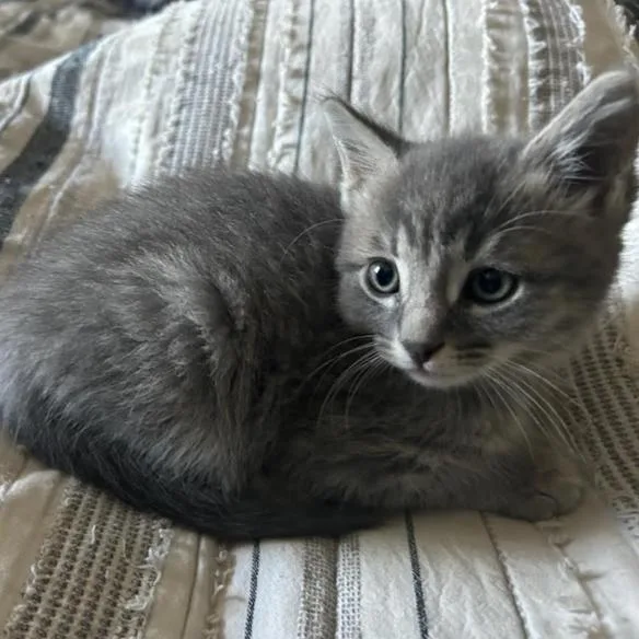 A baby small-sized male Gray / Blue / Silver Domestic Short Hair cat named Sakura for adoption in Incline Village, NV