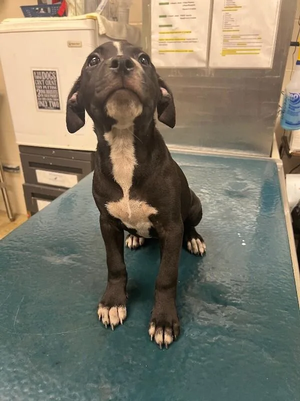 A young medium-sized female Black Mixed Breed dog named Annie for adoption in Mobile, AL