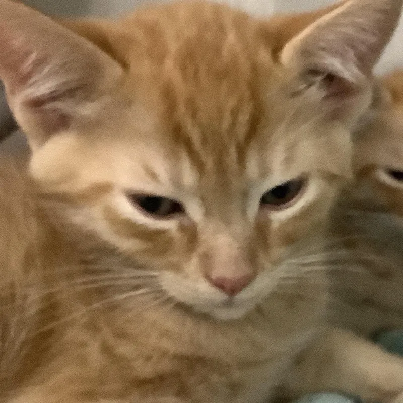 A baby small-sized male Orange / Red Domestic Short Hair cat named Toffee for adoption in Redwood City, CA
