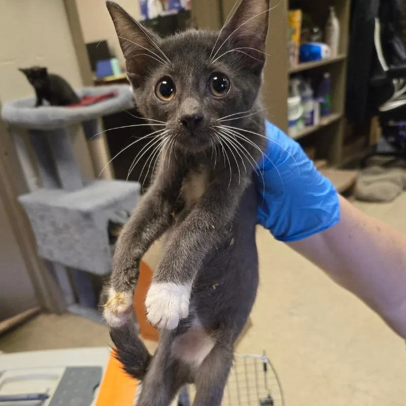 A baby small-sized male Gray / Blue / Silver Domestic Short Hair cat named Razzle for adoption in Birmingham, AL