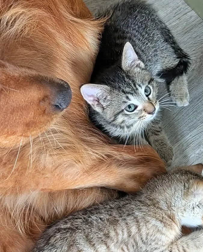 A baby small-sized female Tabby cat named Caliente for adoption in Mankato, MN