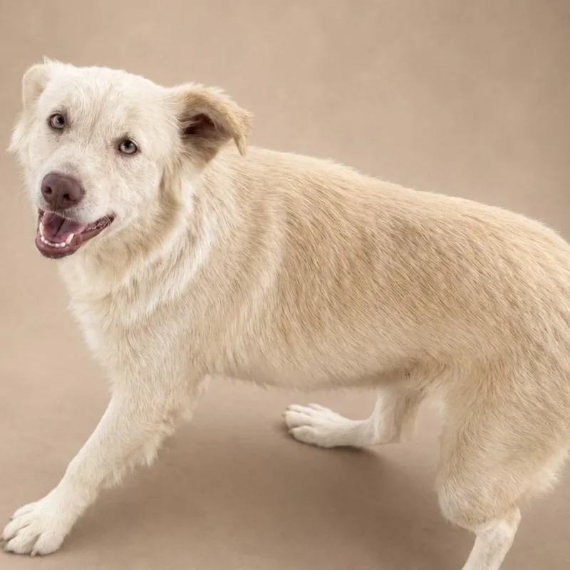 A young medium-sized male White / Cream Border Collie dog named Arena for adoption in New York, NY
