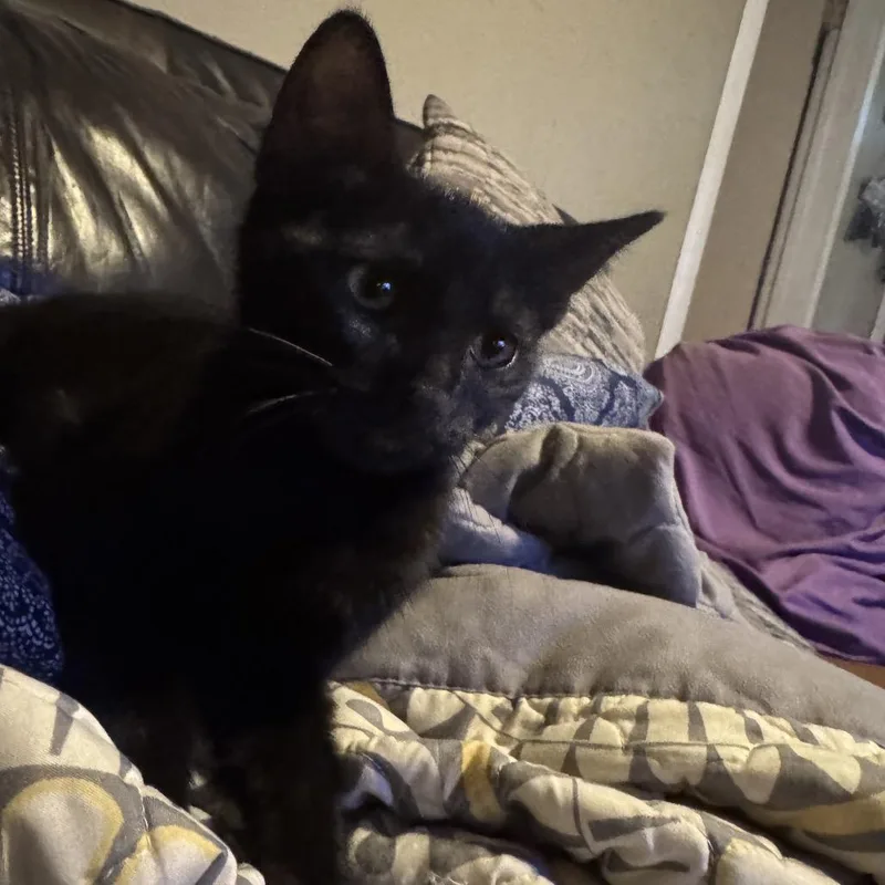 A baby small-sized male Black Domestic Short Hair cat named Knight for adoption in Baytown, TX
