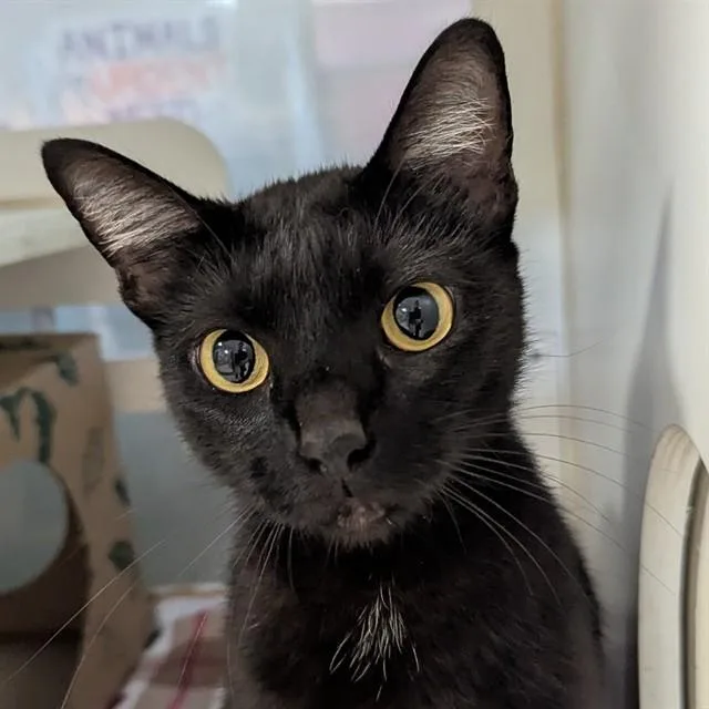 A young small-sized female Domestic Short Hair cat named Sharpie for adoption in Olivette, MO