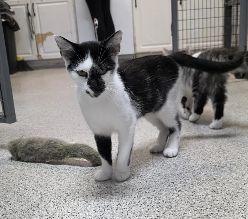 A young small-sized female Black & White / Tuxedo Domestic Short Hair cat named Louise for adoption in Carthage, NC