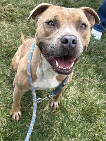 A young medium-sized male Pit Bull Terrier dog named Malcolm for adoption in Dayton, OH