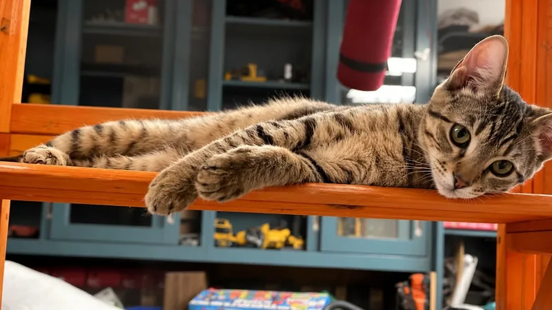 A baby small-sized male Tabby (Brown / Chocolate) Oriental Tabby cat named Alfred for adoption in Antioch, CA