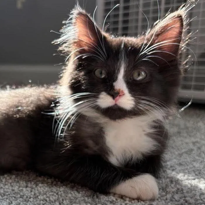 A baby small-sized male Black & White / Tuxedo Domestic Medium Hair cat named Fin for adoption in Chicago, IL