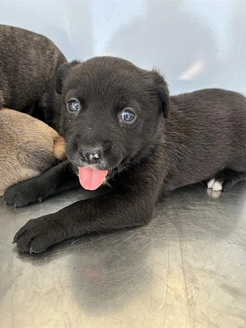 A baby small-sized male German Shepherd Dog dog named Macchiato for adoption in Stockton, CA