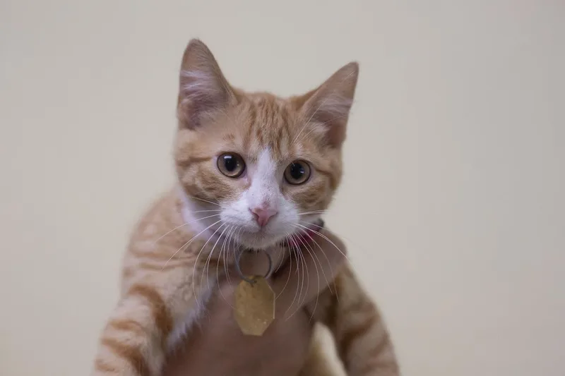 A baby small-sized female Domestic Short Hair cat named Gouda for adoption in Mountain Home, AR