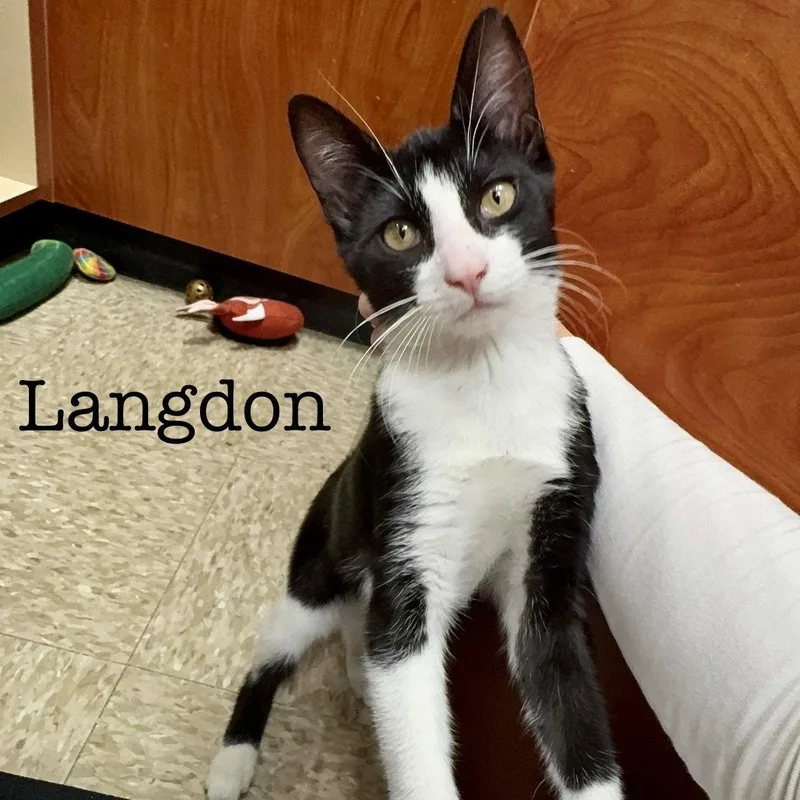 Langdon