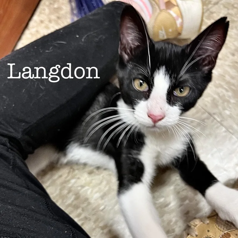 Langdon thumbnail 2