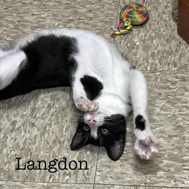 Langdon thumbnail 3