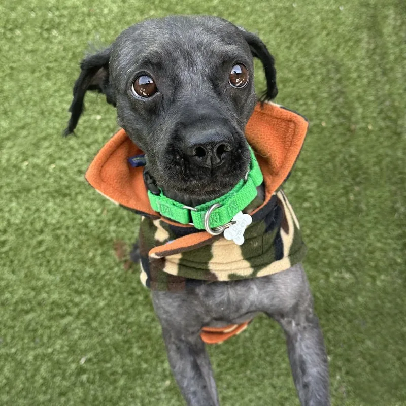 An adult small-sized male Black Mixed Breed dog named Osito for adoption in Hailey, ID