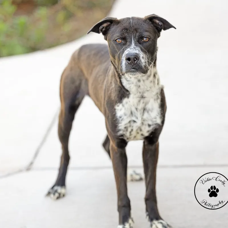 Starfish thumbnail 2