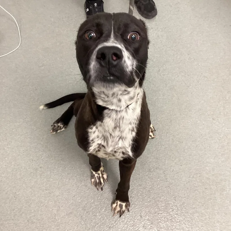 Starfish thumbnail 3