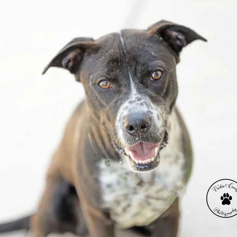 Starfish thumbnail 4