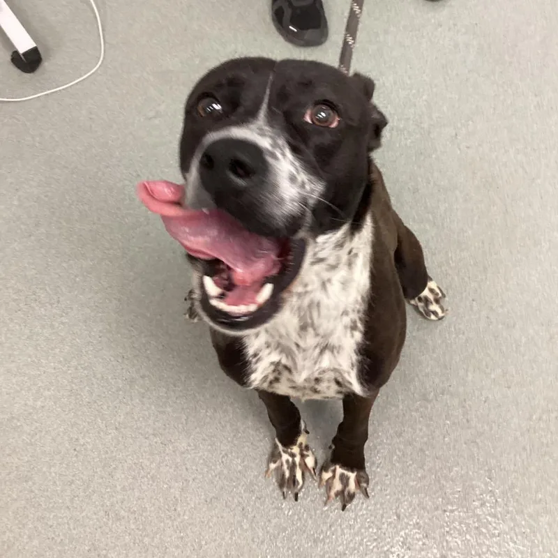 Starfish thumbnail 5