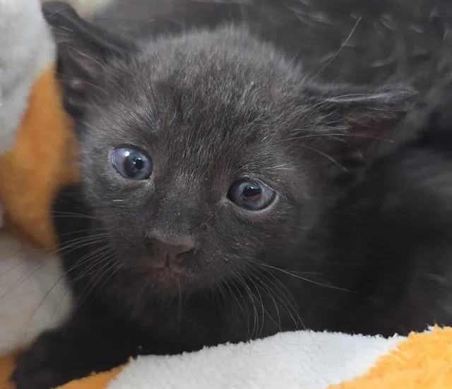 A baby small-sized male Domestic Short Hair cat named Lunar for adoption in Fort Lauderdale, FL