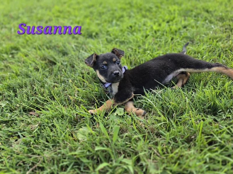 Susanna Unicorn thumbnail 3