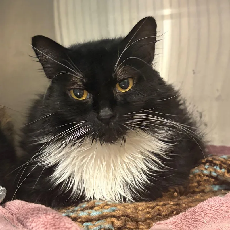 An adult medium-sized female Domestic Short Hair cat named Tuxy for adoption in Cumming, GA