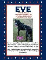 A young medium-sized female American Staffordshire Terrier dog named Eve for adoption in Denton, TX
