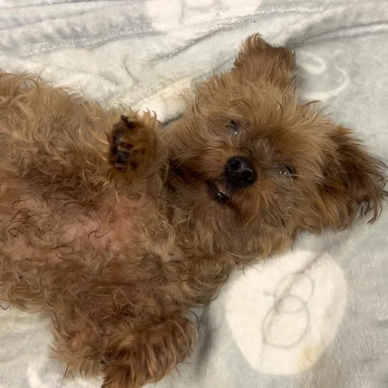 Mr. Snuggles
