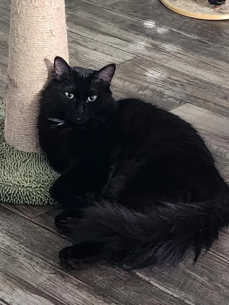 A young medium-sized female Black Domestic Long Hair cat named Taffy for adoption in Powder Springs, GA