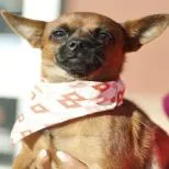 An adult small-sized male Chihuahua dog named Chuck Norris for adoption in San Antonio, TX