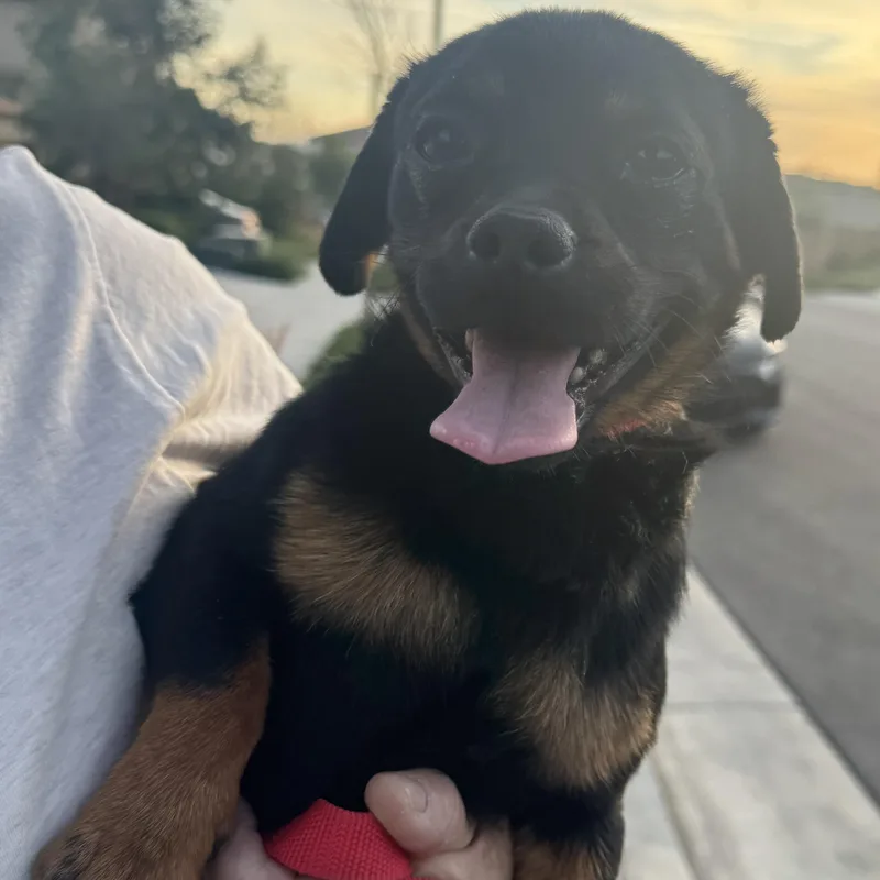 Mr. Tiny Thor thumbnail 2