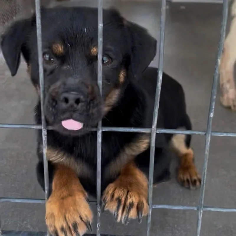 Mr. Tiny Thor thumbnail 3