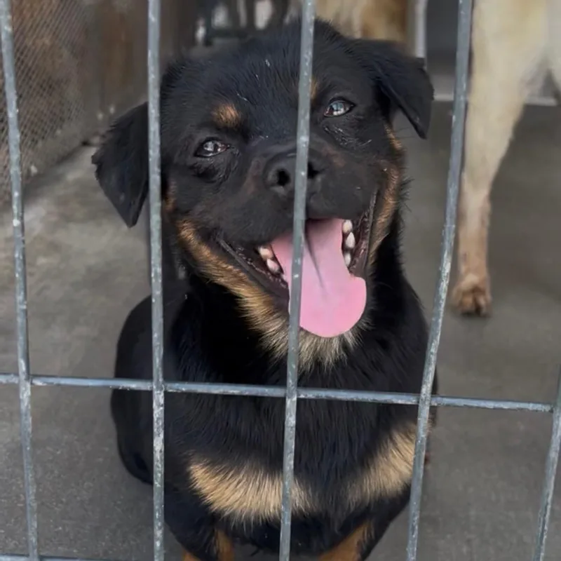 A young small-sized male Brindle Rottweiler dog named Mr. Tiny Thor for adoption in Ridgefield, WA