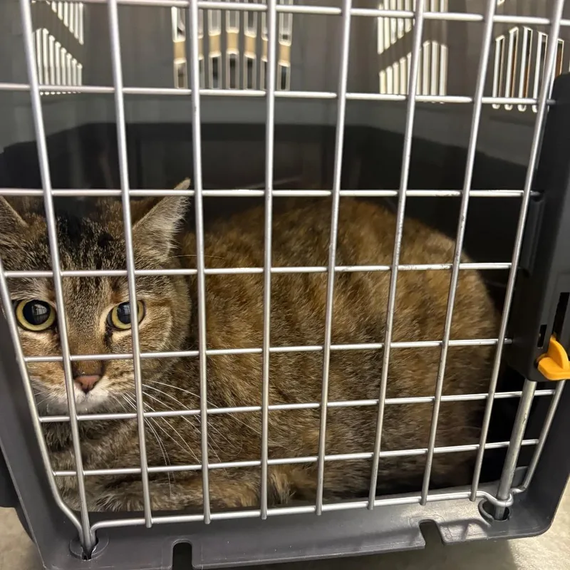 An adult medium-sized female Orange / Red Domestic Short Hair cat named Betty Crocker for adoption in DeKalb, IL
