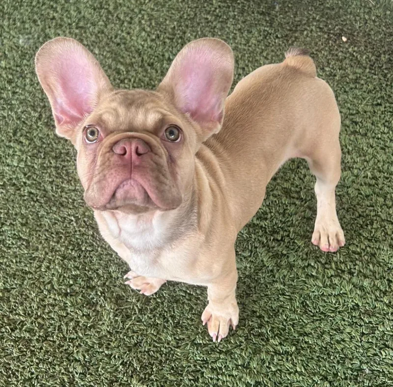 A baby medium-sized male French Bulldog dog named Tank for adoption in Midland, TX