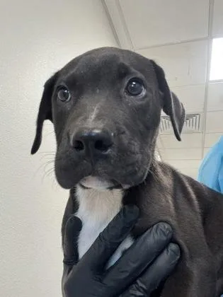 A baby large-sized male Pit Bull Terrier dog named Apollo for adoption in Fresno, CA