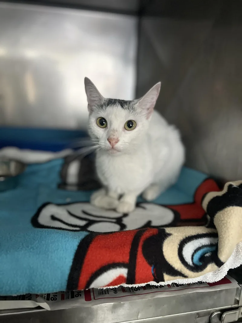 A young small-sized female Dilute Calico Domestic Short Hair cat named Nova for adoption in Media, PA