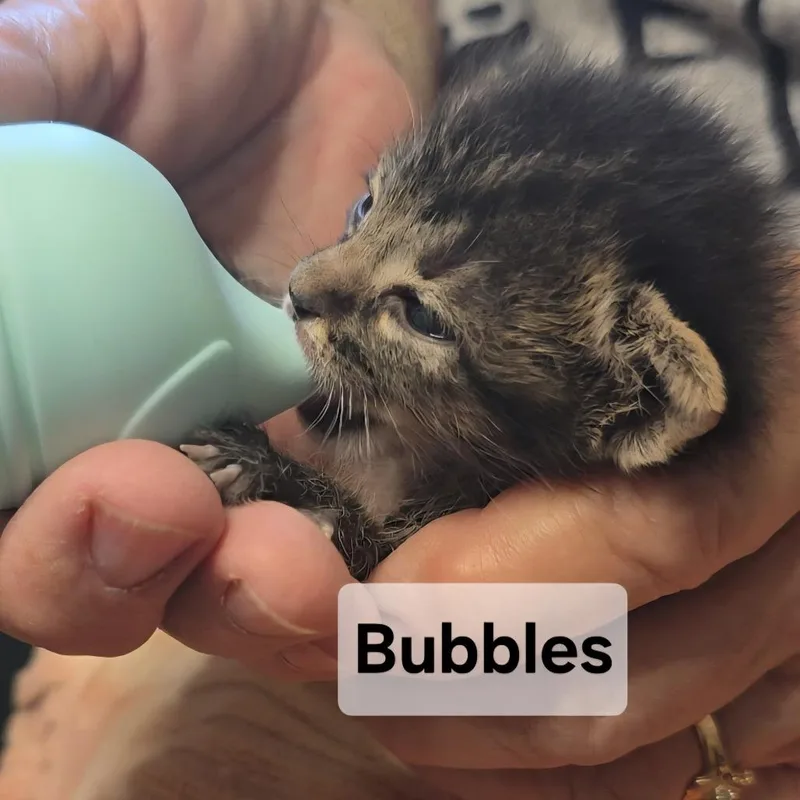 BBubbles