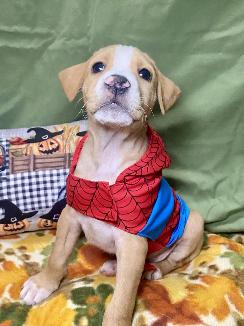 A baby medium-sized male Hound dog named Jack for adoption in Barnhart, MO