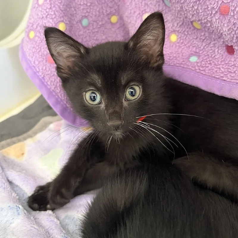 A baby small-sized male Black Domestic Short Hair cat named Onyx for adoption in Ojai, CA