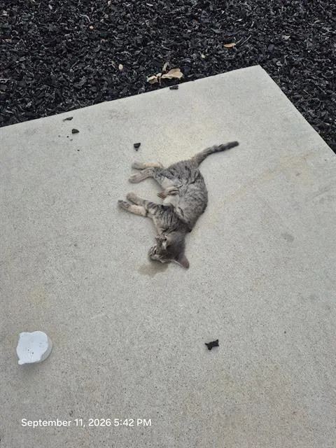 A baby small-sized female Domestic Short Hair cat named Cindy for adoption in San Antonio, TX