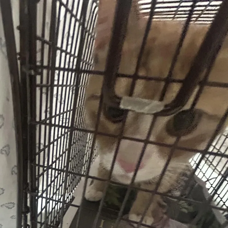 An adult large-sized male Orange / Red Domestic Short Hair cat named Sheilo for adoption in Philadelphia, PA