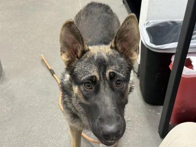 A young large-sized female German Shepherd Dog dog named Libby for adoption in Mesa, AZ
