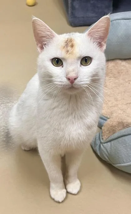 Frosty  `a Priority thumbnail 2