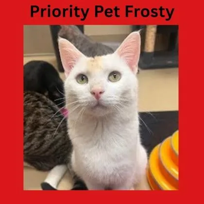 Frosty  `a Priority thumbnail 3