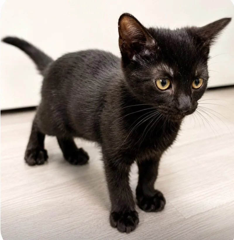 A baby medium-sized male Black Domestic Short Hair cat named Binx for adoption in Battle Ground, WA