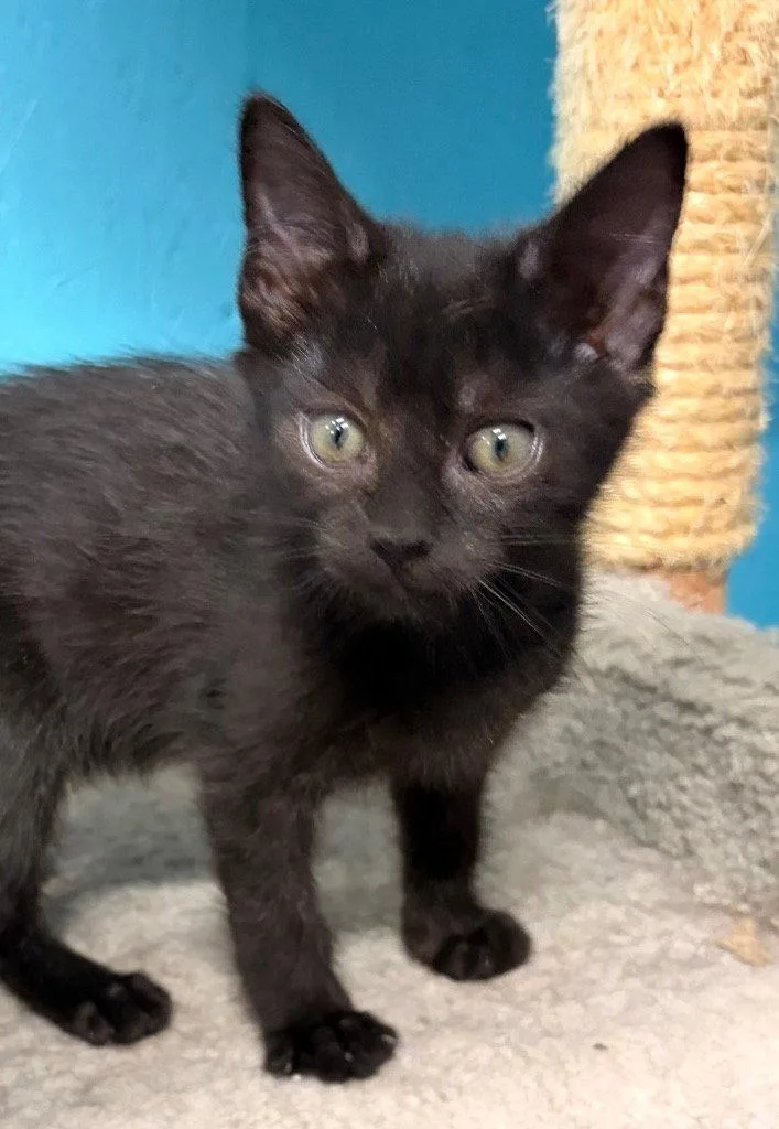 Binx thumbnail 2