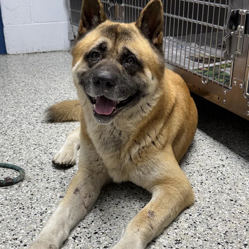 An adult large-sized male Yellow / Tan / Blond / Fawn Akita dog named Beefcake for adoption in Hattiesburg, MS