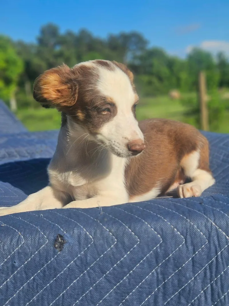 A baby small-sized male Australian Shepherd dog named Porsche  Carrera Cars for adoption in Wakefield, RI