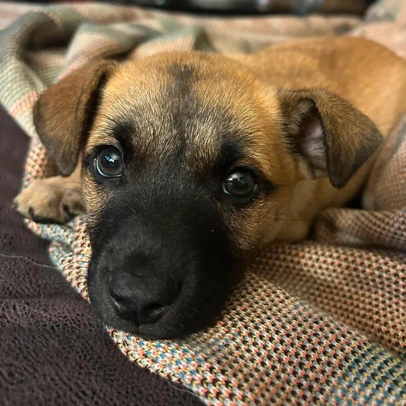 A baby small-sized male Brown / Chocolate Mixed Breed dog named Crispito for adoption in Oxford, ME