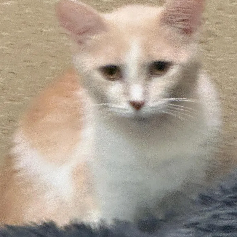 An adult medium-sized female Buff / Tan / Fawn Domestic Short Hair cat named Shylo for adoption in Pekin, IL